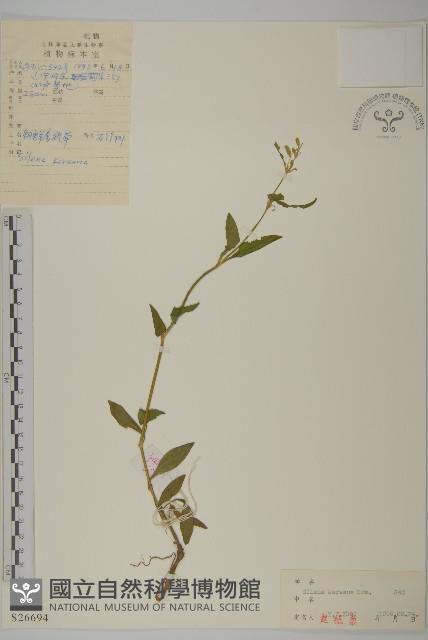 長柱蠅子草藏品圖，第1張