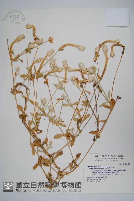 假千日紅藏品圖，第1張