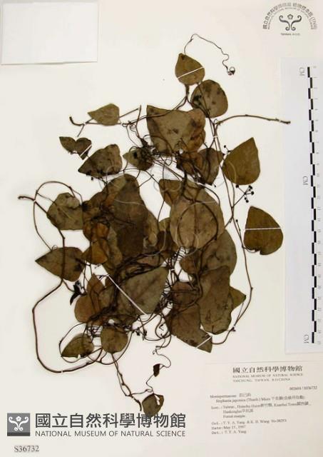 千金藤、金線吊烏龜藏品圖，第1張