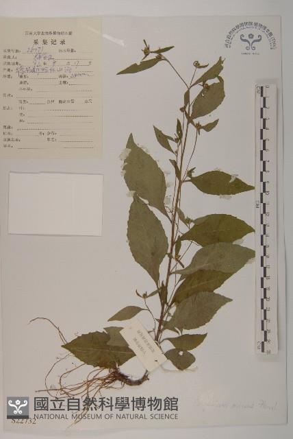 細川氏天名精藏品圖，第1張