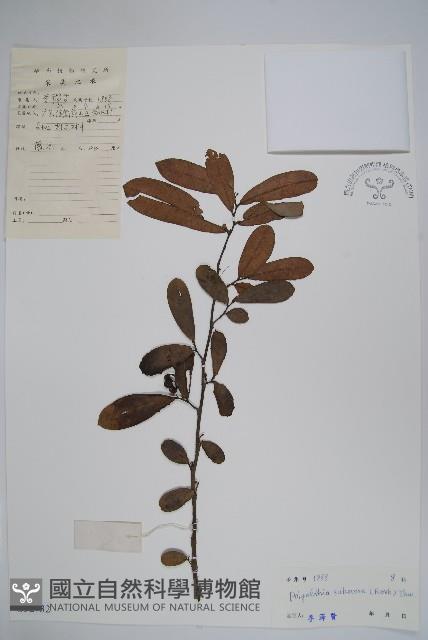 暗羅、雞爪樹藏品圖，第1張