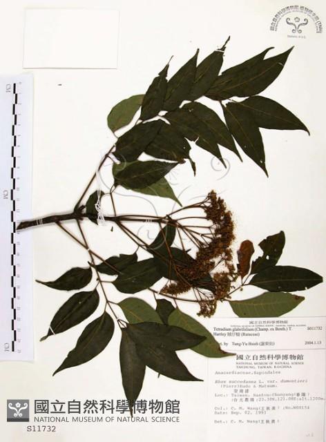 賊仔樹藏品圖，第1張