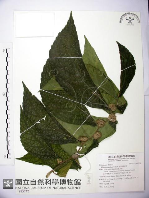 食用樓梯草藏品圖，第1張