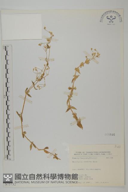 疏花繁縷藏品圖，第1張