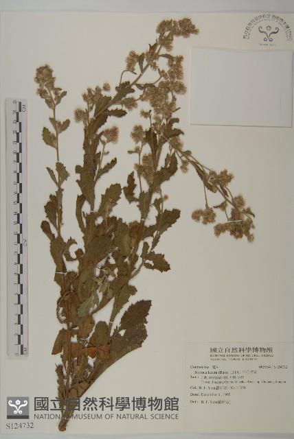 生毛將軍藏品圖，第1張