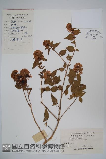 臺灣糯米條藏品圖，第1張