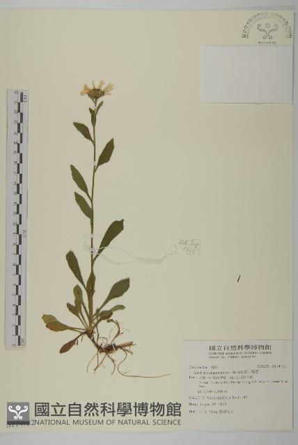 雪山馬蘭藏品圖，第1張