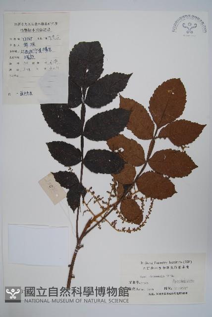 鹽膚木藏品圖，第1張