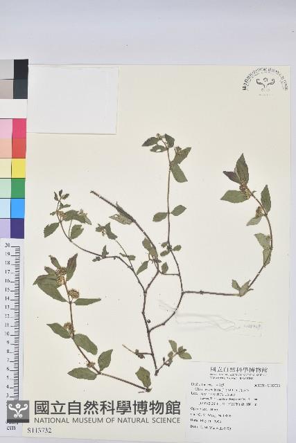 飛揚草藏品圖，第1張