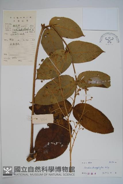 頭序蔥木藏品圖，第1張