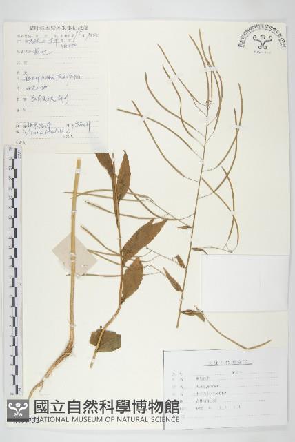 垂果南芥菜藏品圖，第1張