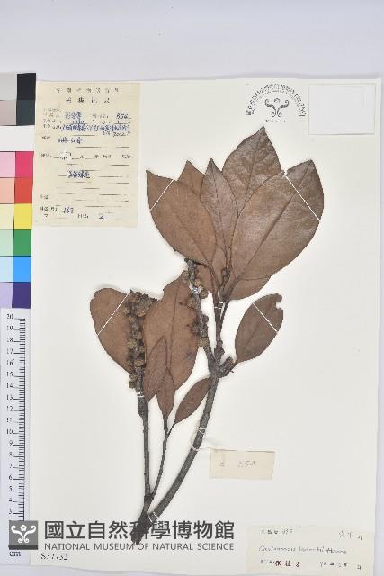 紅勾栲藏品圖，第1張