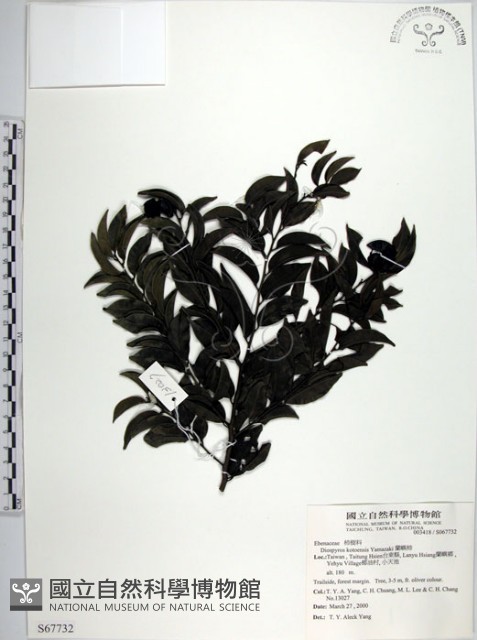 蘭嶼柿藏品圖，第1張