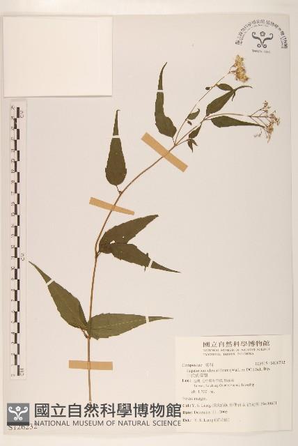 田代氏澤蘭藏品圖，第1張