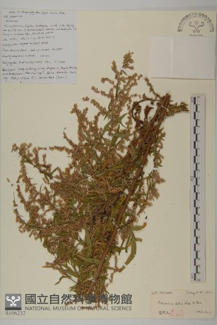 牛尾蒿藏品圖，第1張