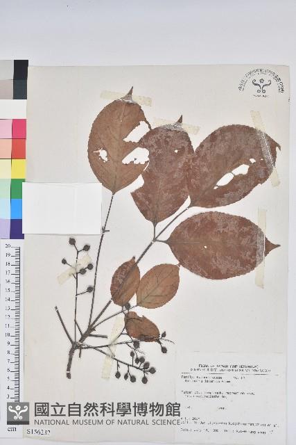 茄苳、重陽木藏品圖，第1張