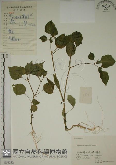 燈籠草藏品圖，第1張