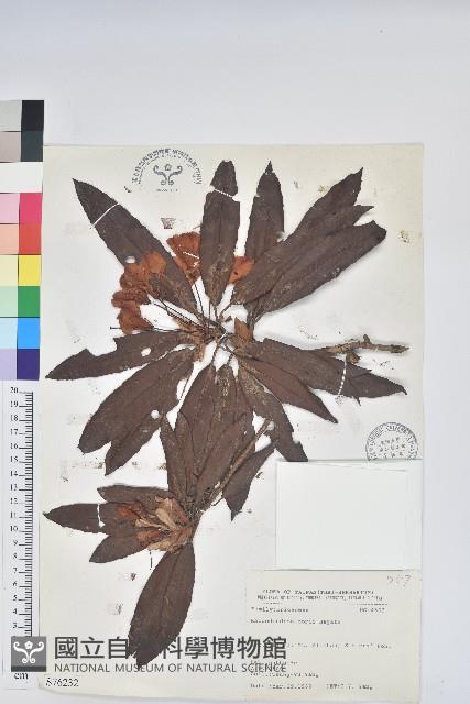 森氏杜鵑、森氏滿江紅藏品圖，第1張