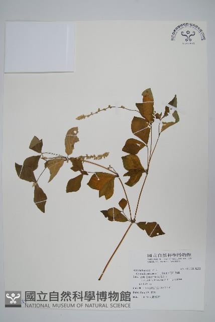 假川牛膝藏品圖，第1張