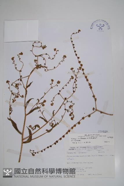 琉璃草藏品圖，第1張