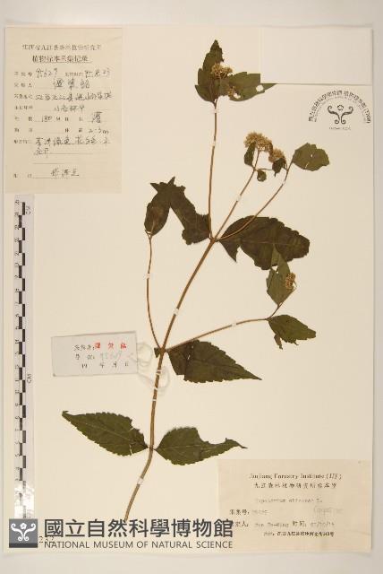 華澤蘭藏品圖，第1張