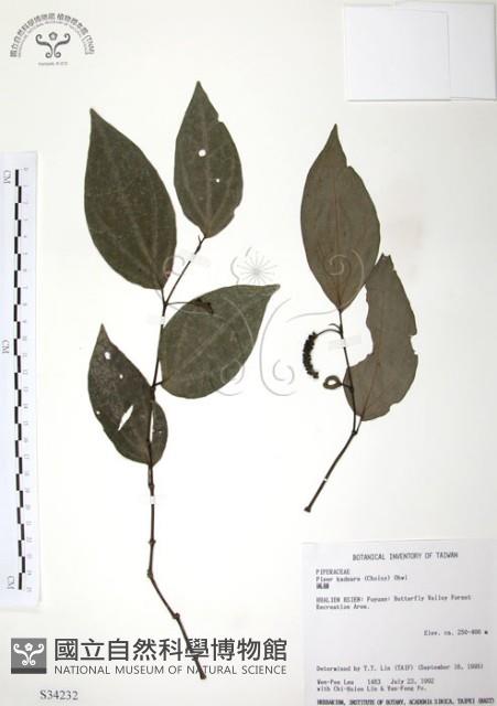 風藤藏品圖，第1張