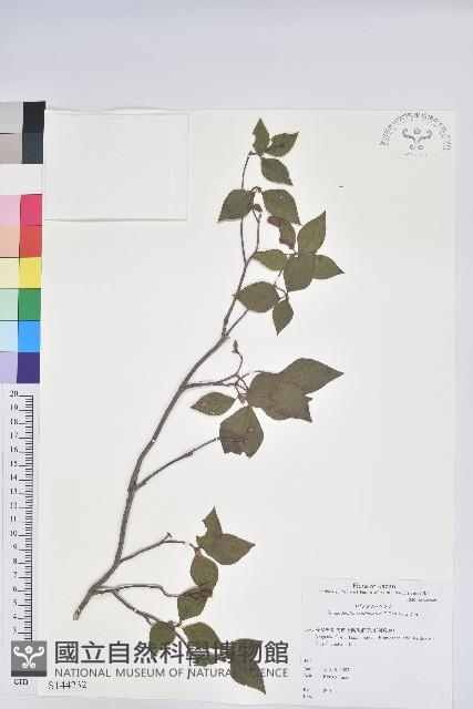 網紋杜鵑藏品圖，第1張