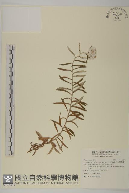 抱莖籟簫藏品圖，第1張