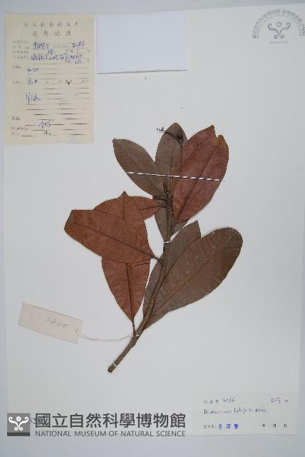 豆腐果藏品圖，第1張