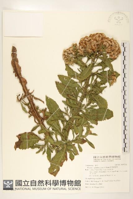 翼莖闊苞菊藏品圖，第1張