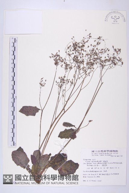 黃鵪菜藏品圖，第1張