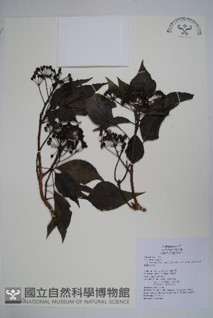 臺灣常春藤藏品圖，第1張