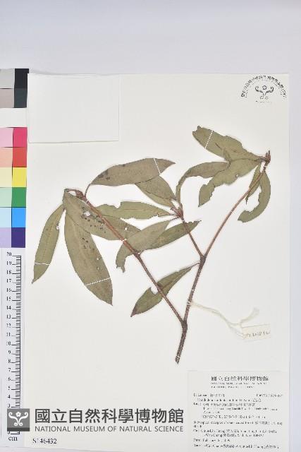 西施花藏品圖，第1張