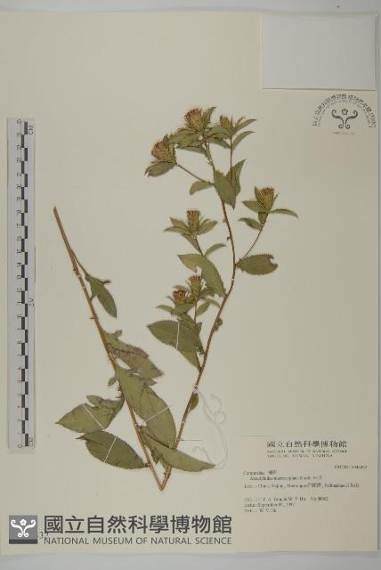 白朮藏品圖，第1張