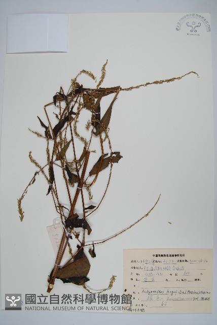柳葉牛膝藏品圖，第1張