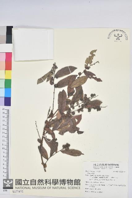 登錄號:S122432藏品圖，第1張