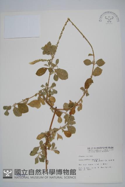 土牛膝藏品圖，第1張