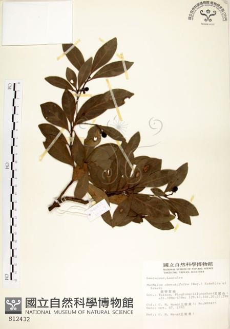 恆春楨楠藏品圖，第1張