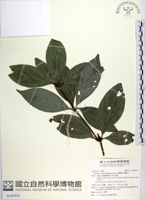 蘭嶼新木薑子藏品圖，第1張