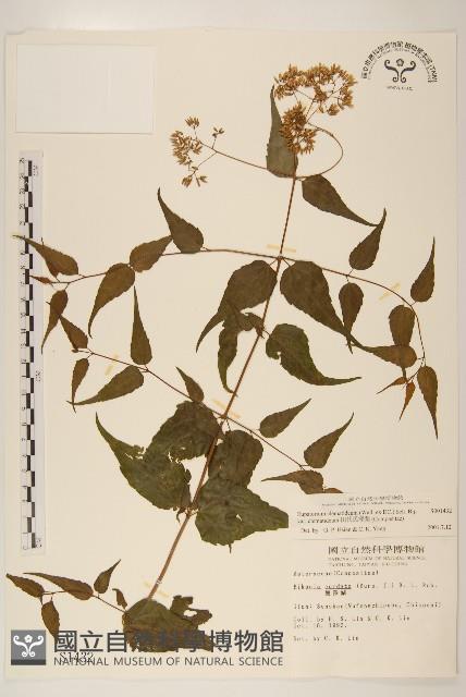 田代氏澤蘭藏品圖，第1張