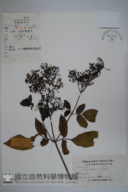 冇骨消藏品圖，第1張