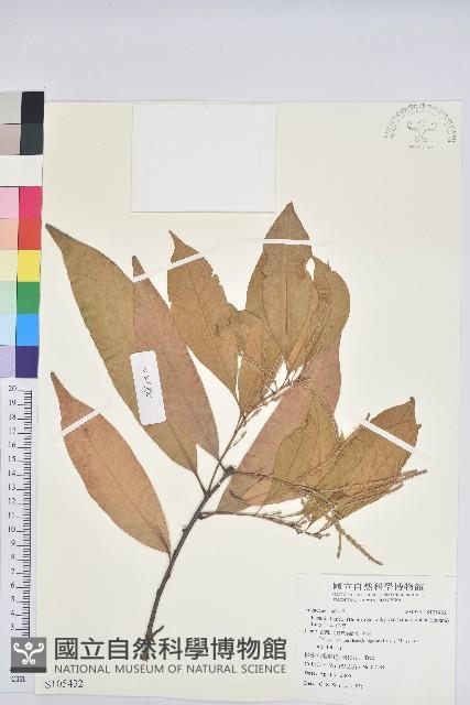 三斗石櫟藏品圖，第1張