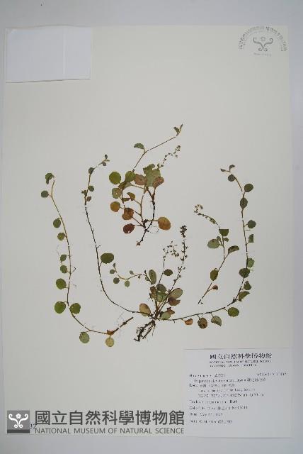 臺北附地草藏品圖，第1張