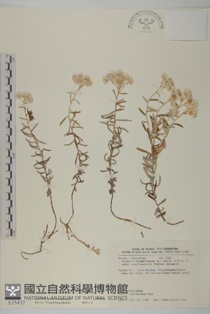 玉山抱莖籟簫藏品圖，第1張