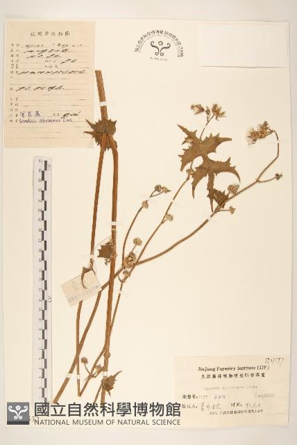 苦滇菜、苦菜藏品圖，第1張