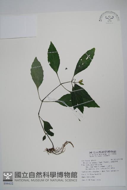 九頭獅子草藏品圖，第1張
