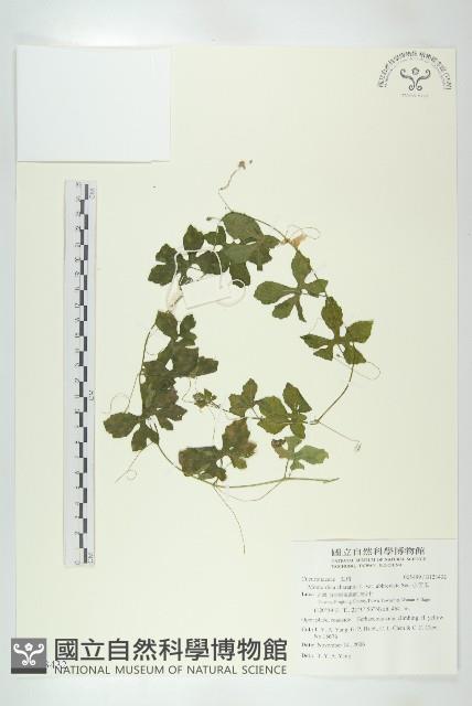 小苦瓜藏品圖，第1張