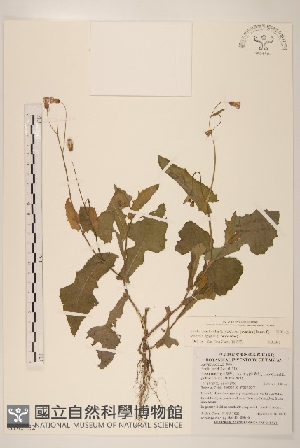 紫背草藏品圖，第1張