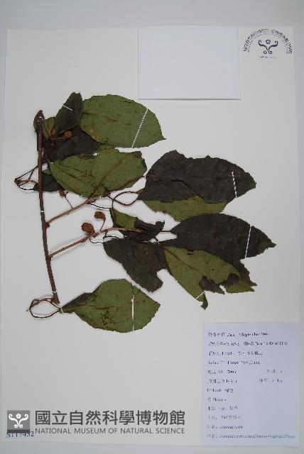 革葉獼猴桃藏品圖，第1張