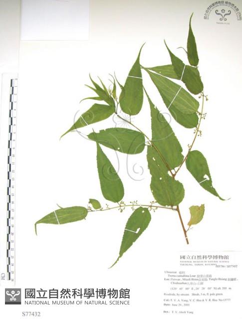 銳葉山黃麻藏品圖，第1張